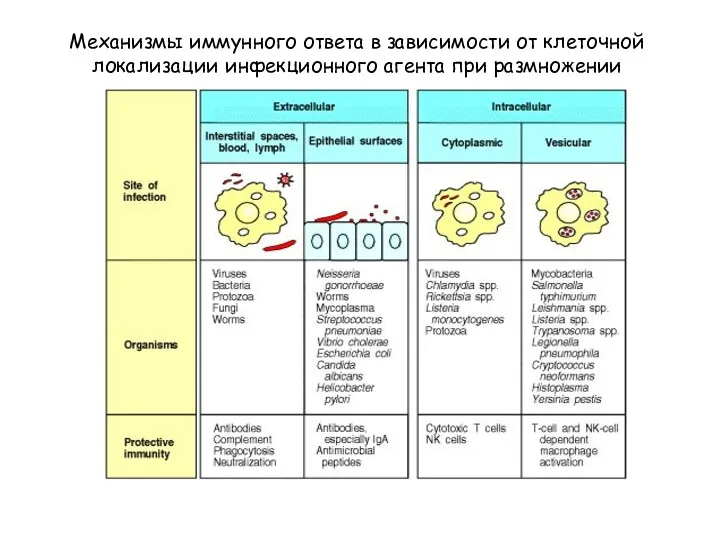Механизмы иммунного ответа в зависимости от клеточной локализации инфекционного агента при размножении