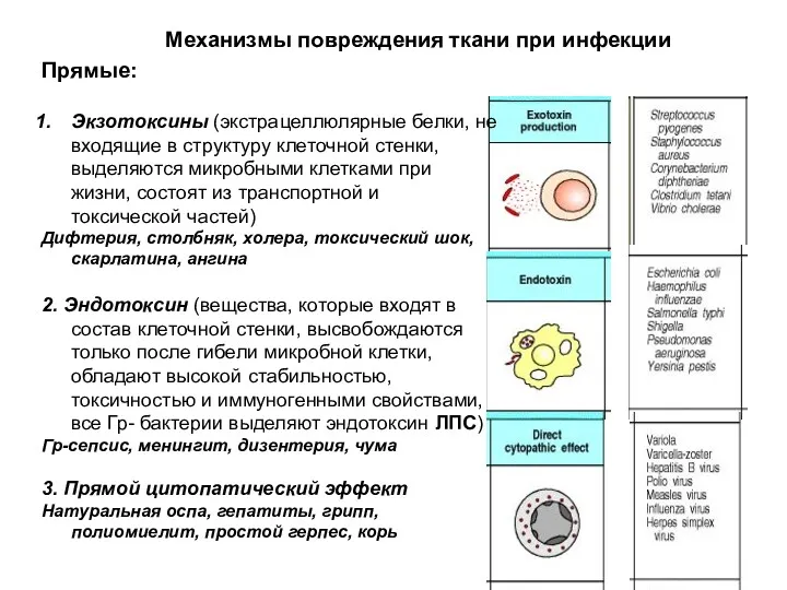 Механизмы повреждения ткани при инфекции Прямые: Экзотоксины (экстрацеллюлярные белки, не входящие в структуру