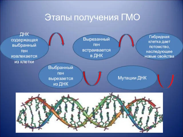 Этапы получения ГМО ДНК содержащая выбранный ген извлекается из клетки Выбранный ген вырезается