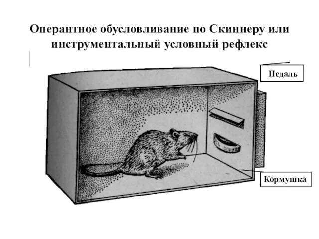 Оперантное обусловливание по Скиннеру или инструментальный условный рефлекс Педаль Кормушка