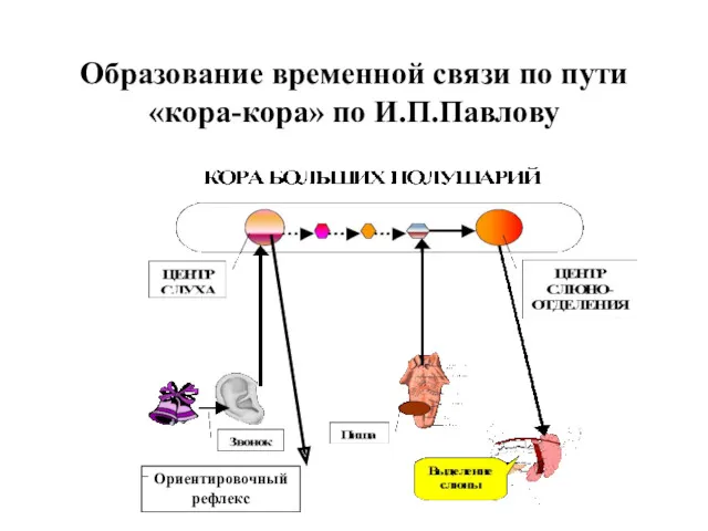 Образование временной связи по пути «кора-кора» по И.П.Павлову Ориентировочный рефлекс