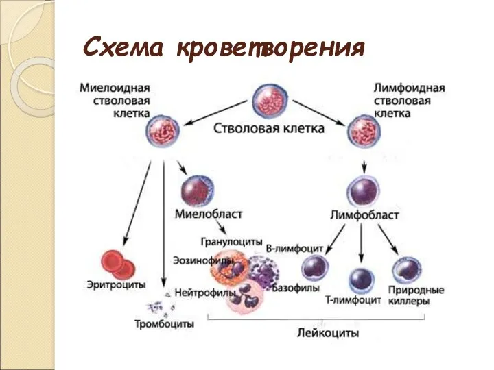 Схема кроветворения