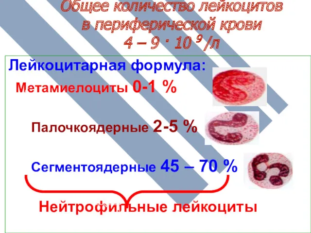 Общее количество лейкоцитов в периферической крови 4 – 9 ·