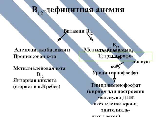 В12-дефицитная анемия Витамин В12 Аденозилкобаламин Метилкобаламин Пропионовая к-та Метилмалоновая к-та