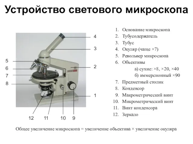 Устройство светового микроскопа Основание микроскопа Тубусодержатель Тубус Окуляр (чаще ×7) Револьвер микроскопа Объективы