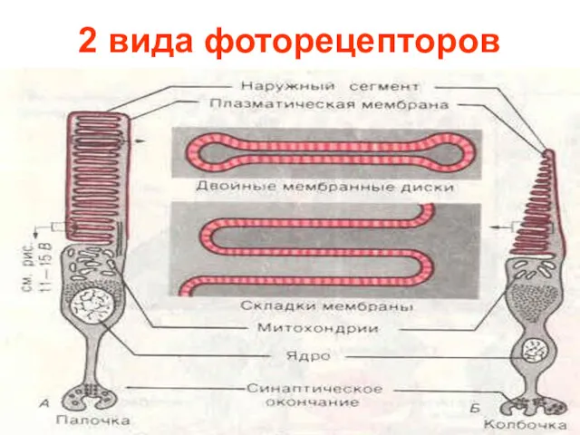 2 вида фоторецепторов