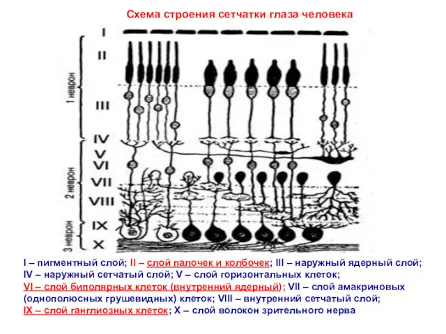 Схема строения сетчатки глаза человека I – пигментный слой; II