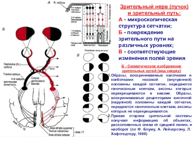 Зрительный нерв (пучок) и зрительный путь: А - микроскопическая структура