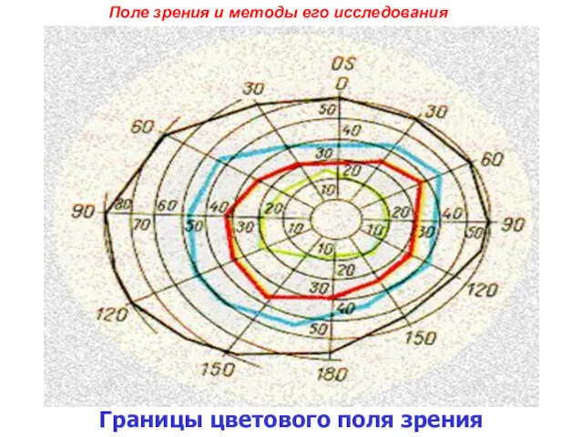 Поле зрения и методы его исследования Границы цветового поля зрения