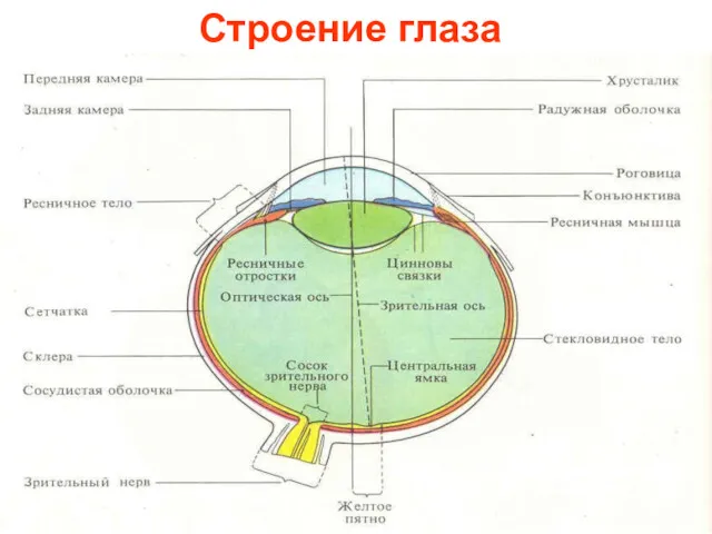 Строение глаза