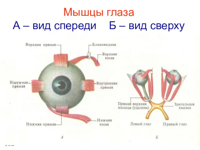 Мышцы глаза А – вид спереди Б – вид сверху