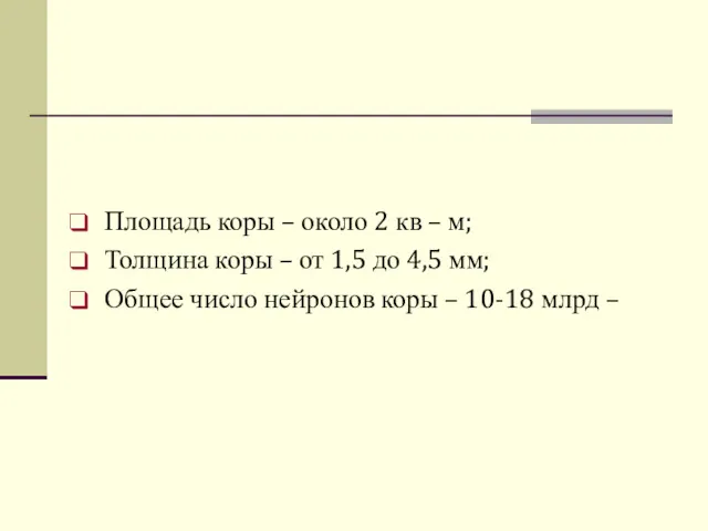 Площадь коры – около 2 кв – м; Толщина коры