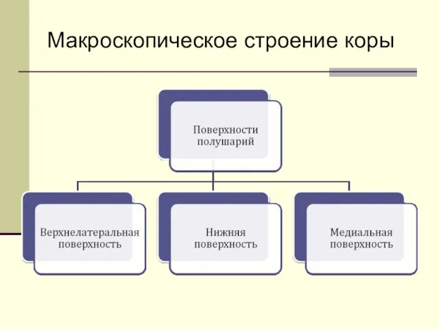 Макроскопическое строение коры