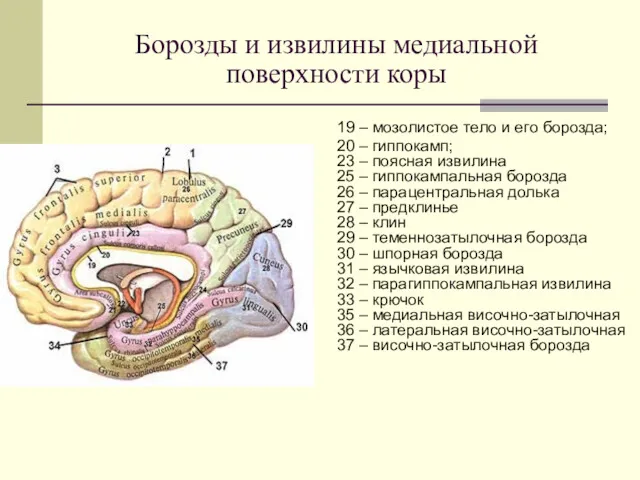 Борозды и извилины медиальной поверхности коры 19 – мозолистое тело