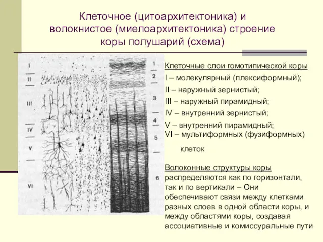 Клеточное (цитоархитектоника) и волокнистое (миелоархитектоника) строение коры полушарий (схема) Клеточные