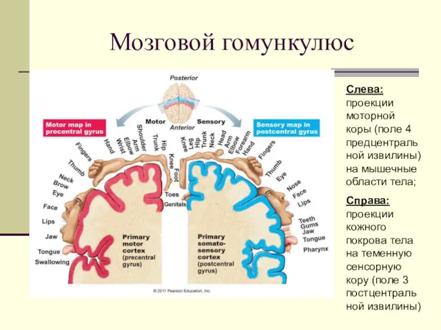 Мозговой гомункулюс Слева: проекции моторной коры (поле 4 предцентральной извилины)
