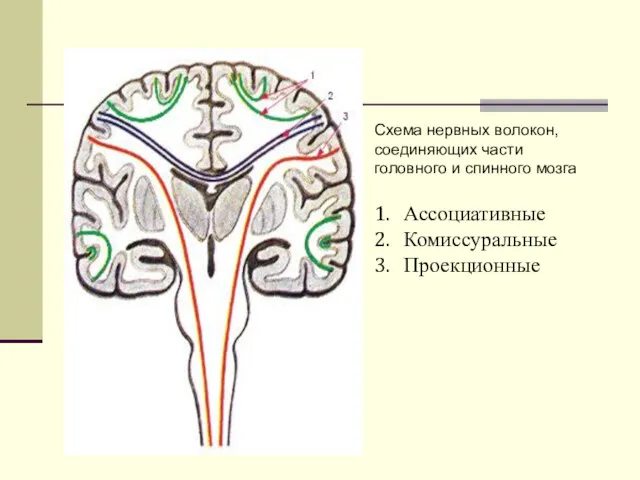 Ассоциативные Комиссуральные Проекционные Схема нервных волокон, соединяющих части головного и спинного мозга