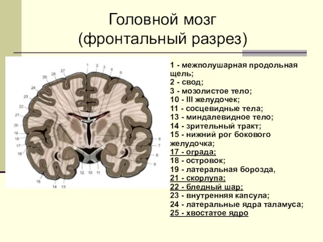 Головной мозг (фронтальный разрез) 1 - межполушарная продольная щель; 2