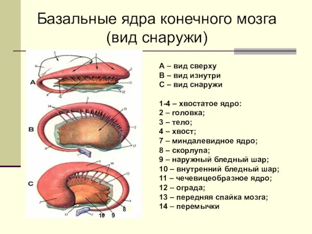 Базальные ядра конечного мозга (вид снаружи) А – вид сверху