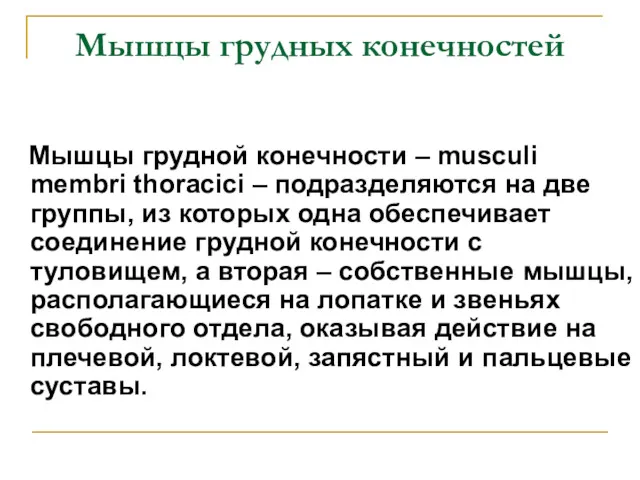 Мышцы грудных конечностей Мышцы грудной конечности – musculi membri thoracici – подразделяются на