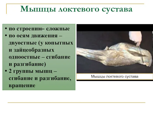 Мышцы локтевого сустава по строению- сложные по осям движения – двуостные (у копытных