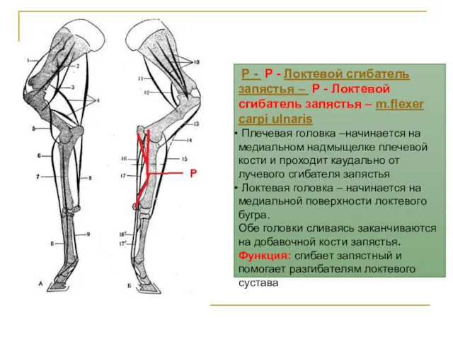 P - P - Локтевой сгибатель запястья – P -