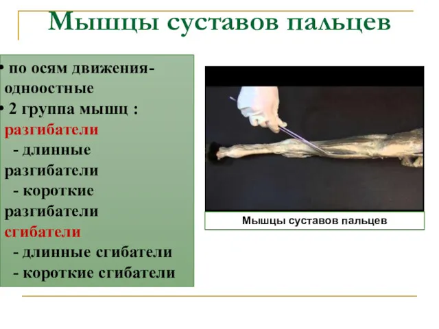 Мышцы суставов пальцев по осям движения- одноостные 2 группа мышц : разгибатели -