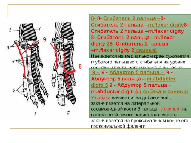 8- 8- Сгибатель 2 пальца –8- Сгибатель 2 пальца –m.flexer