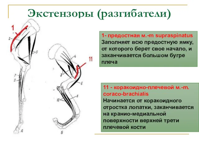 Экстензоры (разгибатели) 1- предостная м.-m supraspinatus Заполняет всю предостную ямку, от которого берет
