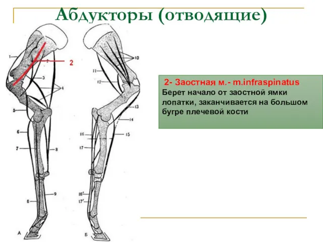 Абдукторы (отводящие) 2- Заостная м.- m.infraspinatus Берет начало от заостной