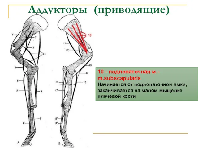 Аддукторы (приводящие) 10 - подлопаточная м.- m.subscapularis Начинается от подлопаточной