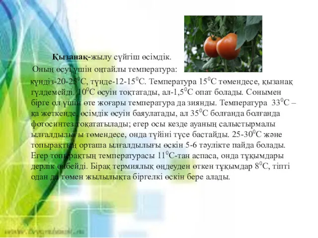 Қызанақ-жылу сүйгіш өсімдік. Оның өсуі үшін оңтайлы температура: күндіз-20-250С, түнде-12-150С.