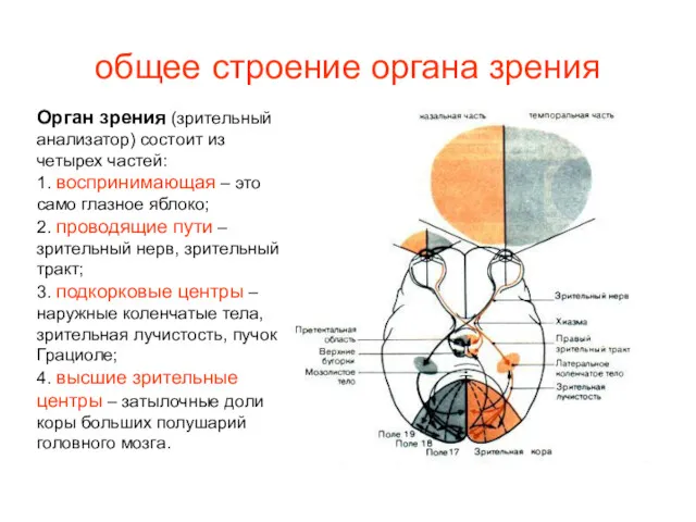 общее строение органа зрения Орган зрения (зрительный анализатор) состоит из