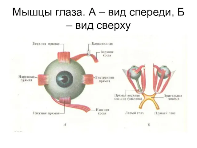 Мышцы глаза. А – вид спереди, Б – вид сверху