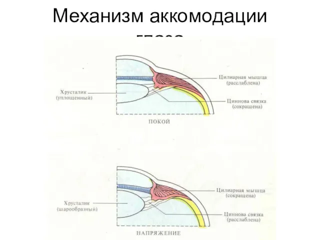 Механизм аккомодации глаза