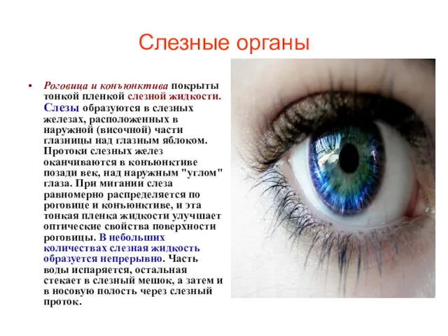 Слезные органы Роговица и конъюнктива покрыты тонкой пленкой слезной жидкости.