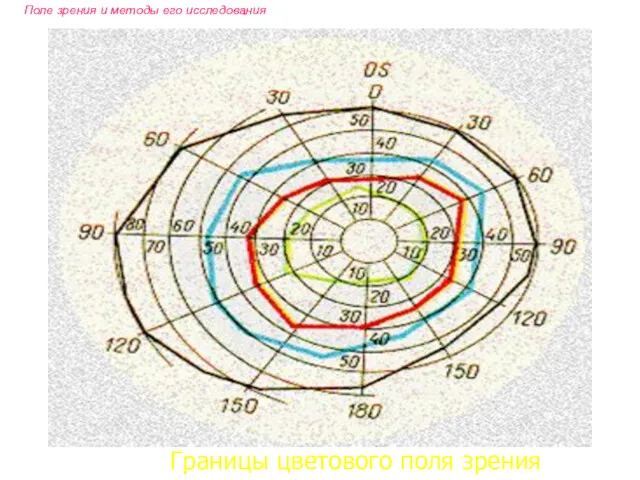 Поле зрения и методы его исследования Границы цветового поля зрения