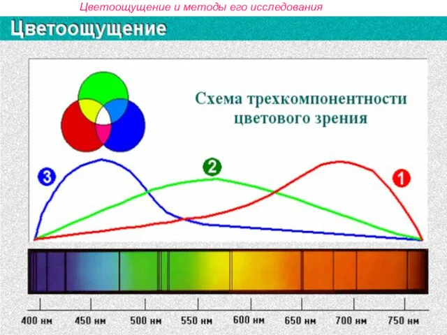 Цветоощущение и методы его исследования