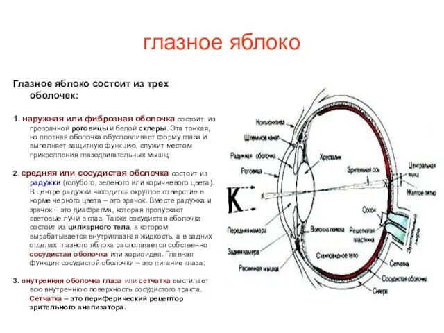 глазное яблоко Глазное яблоко состоит из трех оболочек: 1. наружная