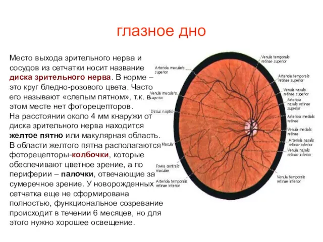 глазное дно Место выхода зрительного нерва и сосудов из сетчатки