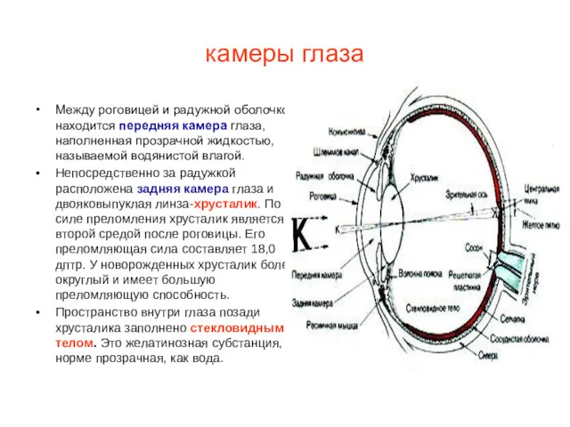 камеры глаза Между роговицей и радужной оболочкой находится передняя камера