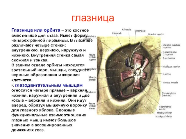 глазница Глазница или орбита – это костное вместилище для глаза.