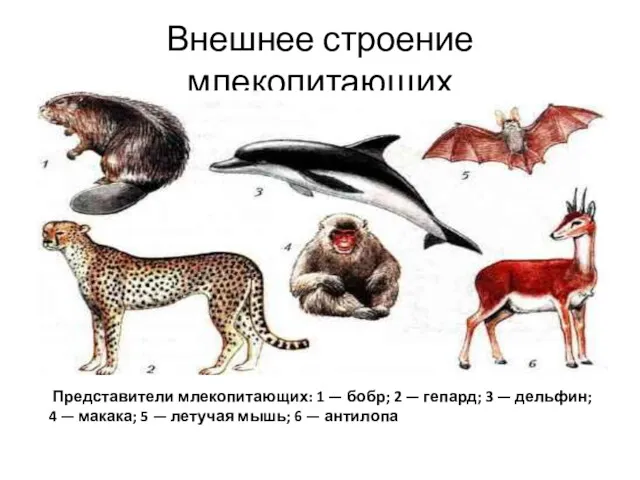 Внешнее строение млекопитающих Представители млекопитающих: 1 — бобр; 2 —