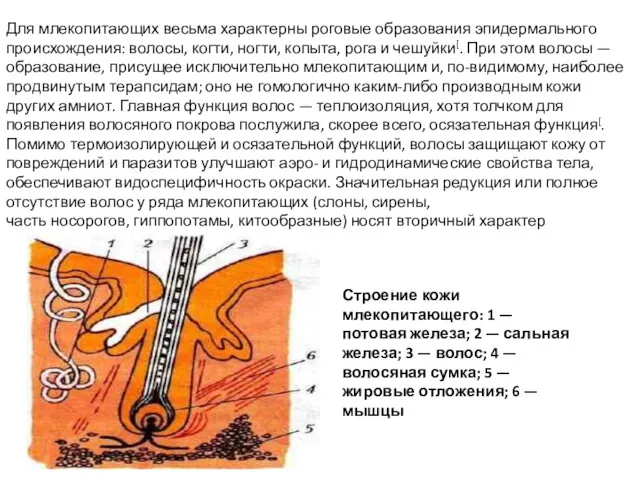 Строение кожи млекопитающего: 1 — потовая железа; 2 — сальная