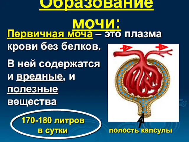 Образование мочи: полость капсулы Первичная моча – это плазма крови