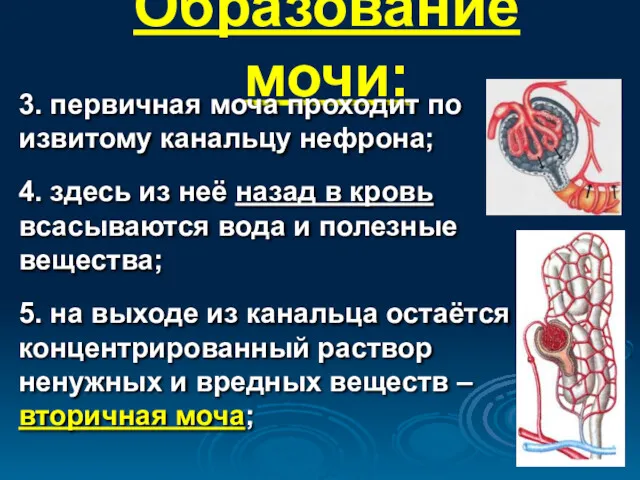 Образование мочи: 3. первичная моча проходит по извитому канальцу нефрона;