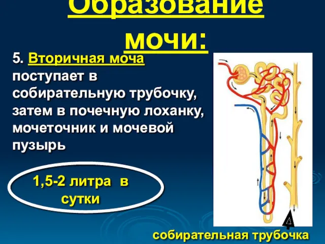 Образование мочи: 5. Вторичная моча поступает в собирательную трубочку, затем