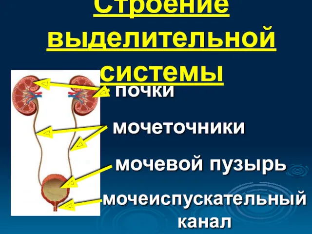 Строение выделительной системы почки мочеточники мочевой пузырь мочеиспускательный канал