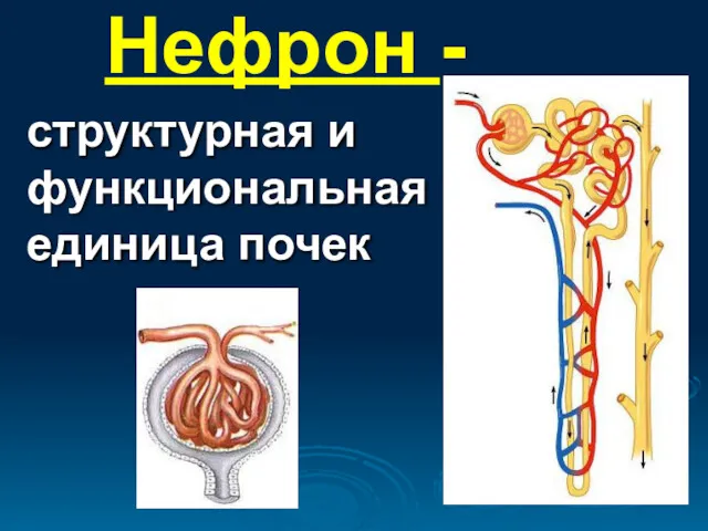 Нефрон - структурная и функциональная единица почек