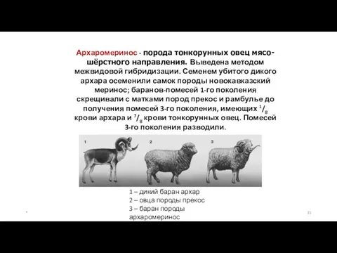* Архаромеринос - порода тонкорунных овец мясо-шёрстного направления. Выведена методом